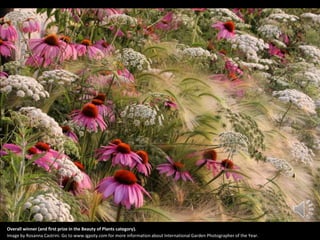 Overall winner (and first prize in the Beauty of Plants category).
Image by Rosanna Castrini. Go to www.igpoty.com for more information about International Garden Photographer of the Year.
 
