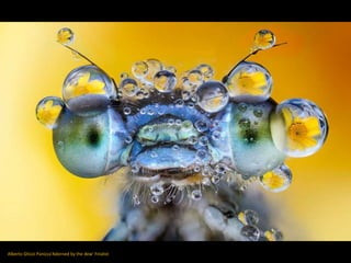 Alberto Ghizzi Panizza'Adorned by the dew' Finalist
 
