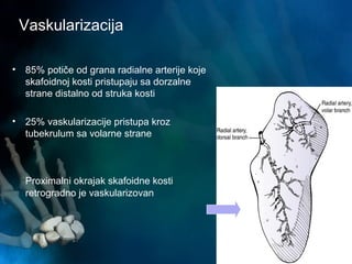 Vaskularizacija
• 85% potiče od grana radialne arterije koje
skafoidnoj kosti pristupaju sa dorzalne
strane distalno od struka kosti
• 25% vaskularizacije pristupa kroz
tubekrulum sa volarne strane
Proximalni okrajak skafoidne kosti
retrogradno je vaskularizovan
 