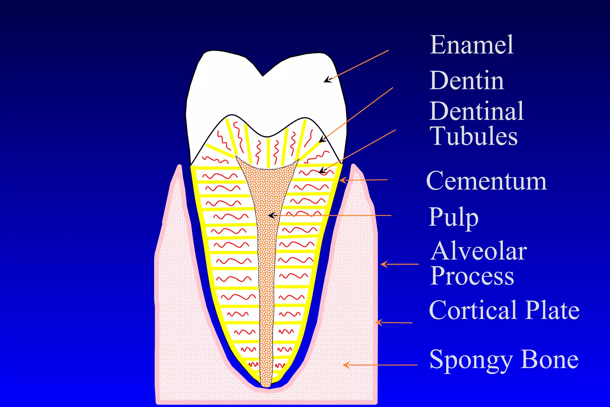 ANATOMY of TEETH 2 1. Anatomy of a tooth. a. Anatomical crown ... | PPT