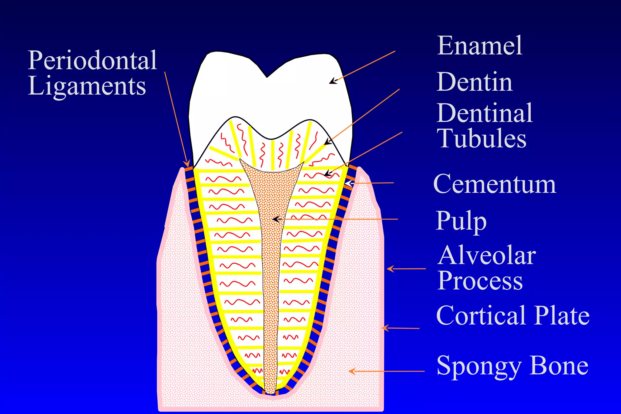 ANATOMY of TEETH 2 1. Anatomy of a tooth. a. Anatomical crown ... | PPT