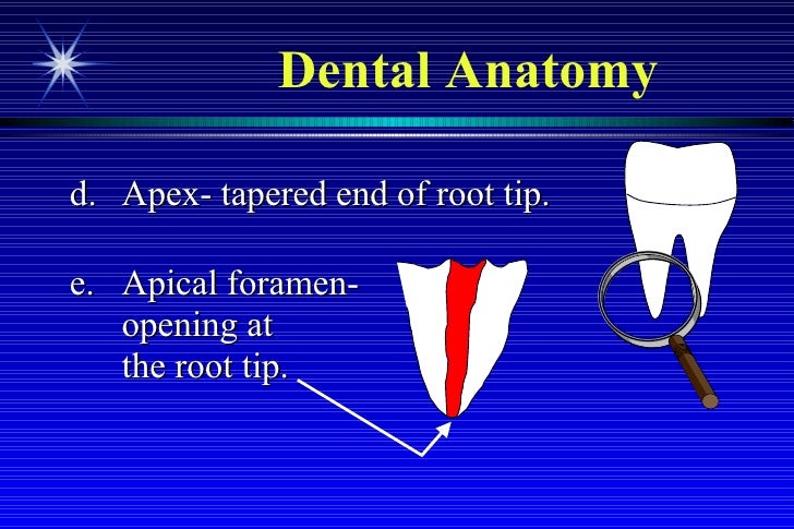 Anatomy Of Teeth 2 1 Anatomy Of A Tooth A Anatomical Crown