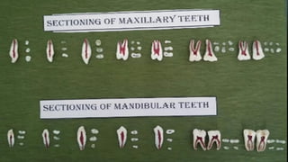 INTERNAL ANATOMY CLASSIFICATION.pdf