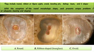 INTERNAL ANATOMY CLASSIFICATION.pdf