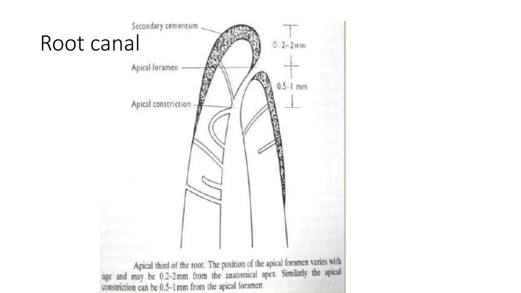Internal anatomy of each tooth | PPTX
