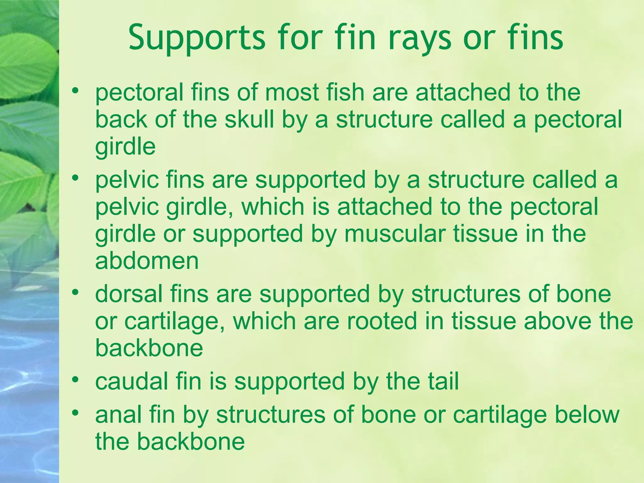Internal anatomy of fish | PPT