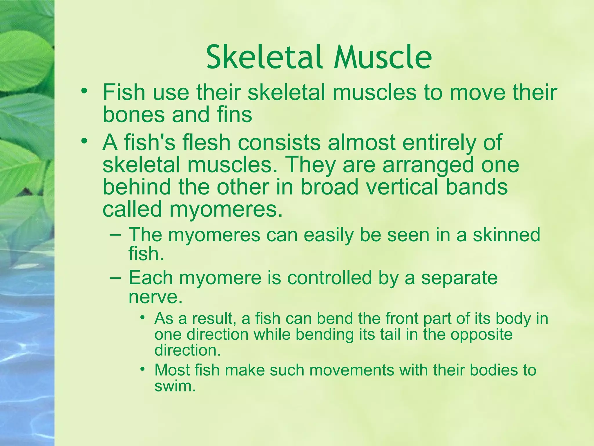 Internal anatomy of fish | PPT
