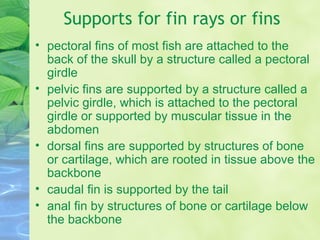 Supports for fin rays or fins
• pectoral fins of most fish are attached to the
back of the skull by a structure called a pectoral
girdle
• pelvic fins are supported by a structure called a
pelvic girdle, which is attached to the pectoral
girdle or supported by muscular tissue in the
abdomen
• dorsal fins are supported by structures of bone
or cartilage, which are rooted in tissue above the
backbone
• caudal fin is supported by the tail
• anal fin by structures of bone or cartilage below
the backbone
 