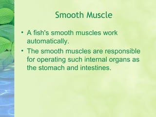 Smooth Muscle
• A fish's smooth muscles work
automatically.
• The smooth muscles are responsible
for operating such internal organs as
the stomach and intestines.
 