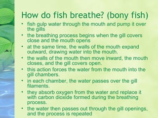 How do fish breathe? (bony fish)
• fish gulp water through the mouth and pump it over
the gills
• the breathing process begins when the gill covers
close and the mouth opens
• at the same time, the walls of the mouth expand
outward, drawing water into the mouth.
• the walls of the mouth then move inward, the mouth
closes, and the gill covers open.
• this action forces the water from the mouth into the
gill chambers.
• in each chamber, the water passes over the gill
filaments.
• they absorb oxygen from the water and replace it
with carbon dioxide formed during the breathing
process.
• the water then passes out through the gill openings,
and the process is repeated
 