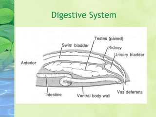 Digestive System
 