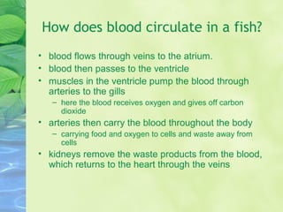 How does blood circulate in a fish?
• blood flows through veins to the atrium.
• blood then passes to the ventricle
• muscles in the ventricle pump the blood through
arteries to the gills
– here the blood receives oxygen and gives off carbon
dioxide
• arteries then carry the blood throughout the body
– carrying food and oxygen to cells and waste away from
cells
• kidneys remove the waste products from the blood,
which returns to the heart through the veins
 