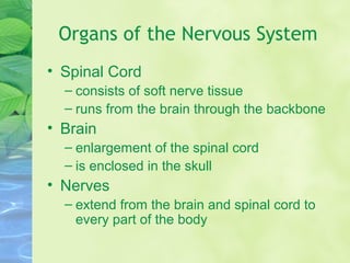 Organs of the Nervous System
• Spinal Cord
– consists of soft nerve tissue
– runs from the brain through the backbone
• Brain
– enlargement of the spinal cord
– is enclosed in the skull
• Nerves
– extend from the brain and spinal cord to
every part of the body
 