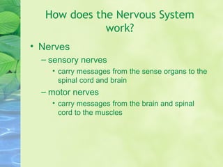 How does the Nervous System
work?
• Nerves
– sensory nerves
• carry messages from the sense organs to the
spinal cord and brain
– motor nerves
• carry messages from the brain and spinal
cord to the muscles
 