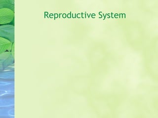Reproductive System
 
