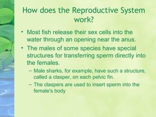 How does the Reproductive System
work?
• Most fish release their sex cells into the
water through an opening near the anus.
• The males of some species have special
structures for transferring sperm directly into
the females.
– Male sharks, for example, have such a structure,
called a clasper, on each pelvic fin.
– The claspers are used to insert sperm into the
female's body
 