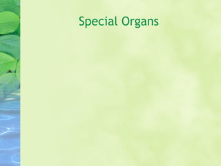 Special Organs
 