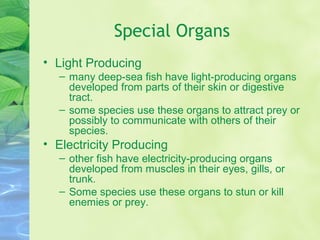 Special Organs
• Light Producing
– many deep-sea fish have light-producing organs
developed from parts of their skin or digestive
tract.
– some species use these organs to attract prey or
possibly to communicate with others of their
species.
• Electricity Producing
– other fish have electricity-producing organs
developed from muscles in their eyes, gills, or
trunk.
– Some species use these organs to stun or kill
enemies or prey.
 