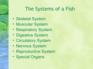 The Systems of a Fish
• Skeletal System
• Muscular System
• Respiratory System
• Digestive System
• Circulatory System
• Nervous System
• Reproductive System
• Special Organs
 