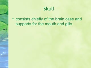 Skull
• consists chiefly of the brain case and
supports for the mouth and gills
 