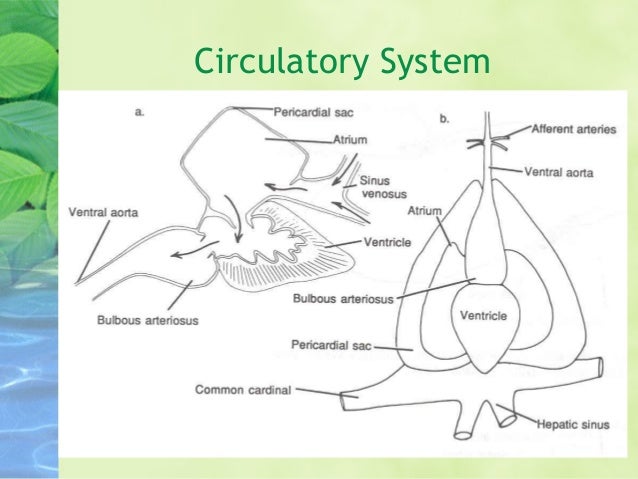 Internal anatomy of fish