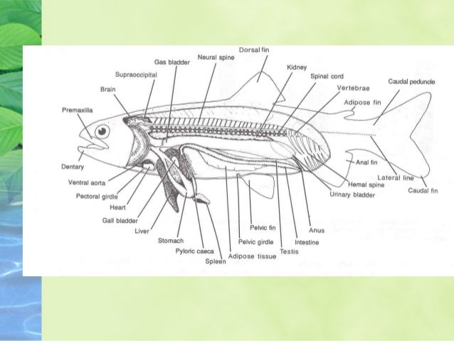 Internal anatomy of fish