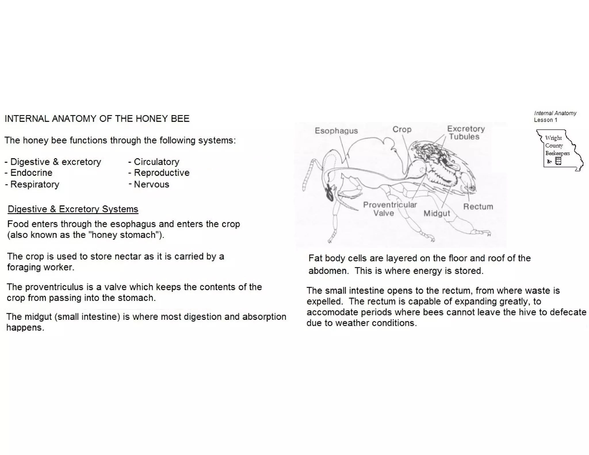 Internal anatomy of the honey bee | PDF
