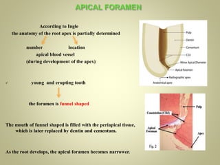 Apical Direction Internal anatomy of tooth | PPTX