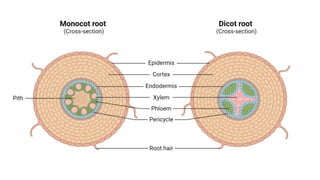 _Internal and external Root structure .pptx