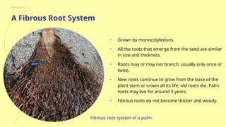 Extrenous Root Example _Internal and external Root structure .pptx