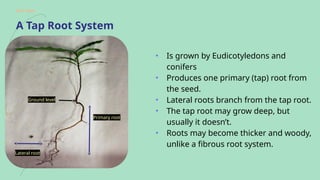 Extrenous Root Example _Internal and external Root structure .pptx