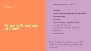 _Internal and external Root structure .pptx