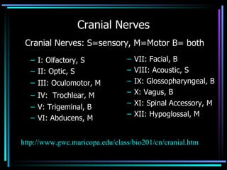 mnemonic devices types examples and benefits