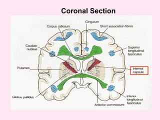 Coronal Section
 