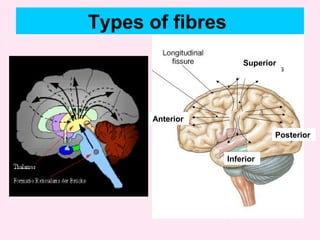Superior
Inferior
Anterior
Posterior
Types of fibres
 