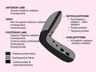 Thalamocortical fibres
Corticopontine fibres
Corticonuclear &
corticospinal fibres
ANTERIOR LIMB
Anterior thalamic radiation
Frontopontine
GENU
Part of superior thalamic radiation
Frontopontine
Corticonuclear
– RETROLENTIFORM
• Post thalamic
radiation - Optic
radiation
• Parieto-pontine
• Temporo-pontine
– SUBLENTIFORM
• Inf thalamic radiation
- Auditory radiation
POSTERIOR LIMB
Superior thalamic radiation
Frontopontine
Corticonuclear (corticobulbar)
Corticospinal
Extrapyrimidal
 