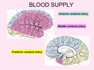 Middle cerebral artery
Anterior cerebral artery
Posterior cerebral artery
BLOOD SUPPLY
 