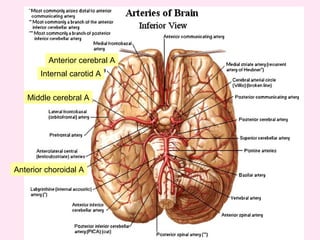 Anterior choroidal A
Middle cerebral A
Anterior cerebral A
Internal carotid A
 