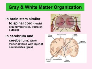 Gray & White Matter Organization
In brain stem similar
to spinal cord (nuclei
around ventricles, tracts on
outside)
In cerebrum and
cerebellum: white
matter covered with layer of
neural cortex (grey)
 