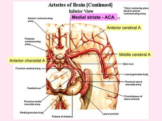 *Anterior choroidal A
Middle cerebral A
Anterior cerebral A
Medial striate - ACA
 