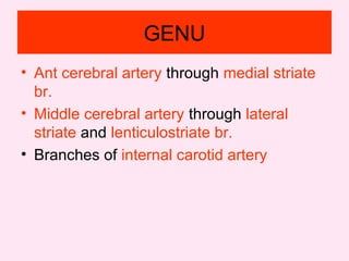 GENU
• Ant cerebral artery through medial striate
br.
• Middle cerebral artery through lateral
striate and lenticulostriate br.
• Branches of internal carotid artery
 
