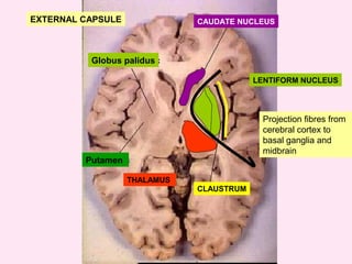 CAUDATE NUCLEUS
LENTIFORM NUCLEUS
THALAMUS
Globus palidus
Putamen
CLAUSTRUM
EXTERNAL CAPSULE
Projection fibres from
cerebral cortex to
basal ganglia and
midbrain
 