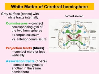 White Matter of Cerebral hemisphere
Gray surface (cortex) with
white tracts internally
Commissures – connect
corresponding gyri of
the two hemispheres
1) corpus callosum
2) anterior commissure
Projection tracts (fibers)
– connect more or less
vertically
Association tracts (fibers)
connect one gyrus to
another in the same
hemisphere
Coronal section
 