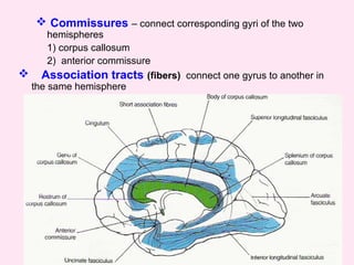  Commissures – connect corresponding gyri of the two
hemispheres
1) corpus callosum
2) anterior commissure
 Association tracts (fibers) connect one gyrus to another in
the same hemisphere
 