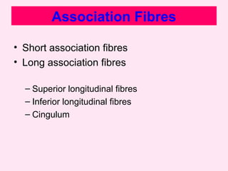 Association Fibres
• Short association fibres
• Long association fibres
– Superior longitudinal fibres
– Inferior longitudinal fibres
– Cingulum
 