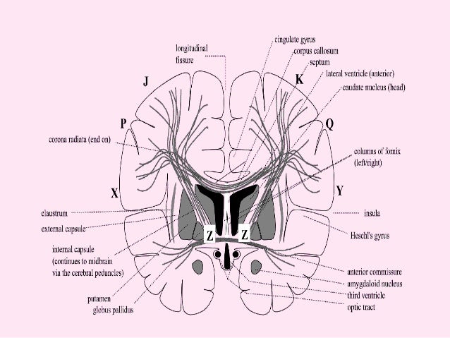 Association Fibers