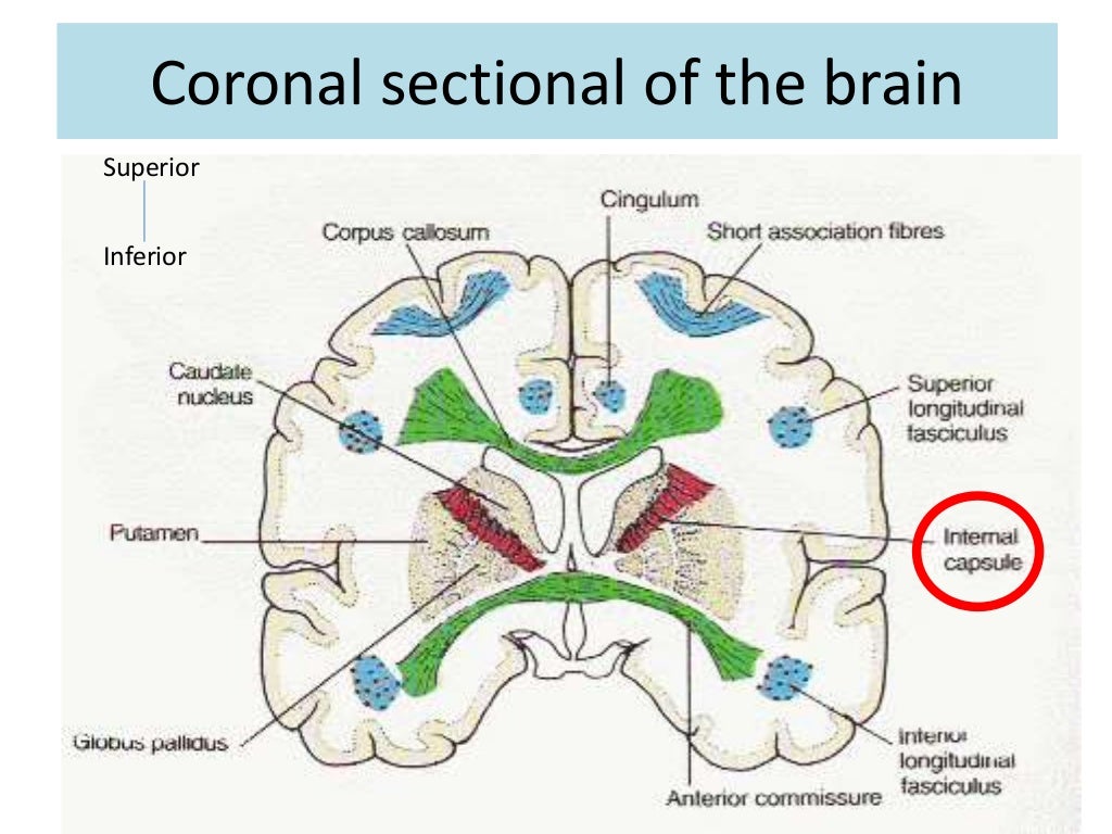 Internal CapsuleAnatomy