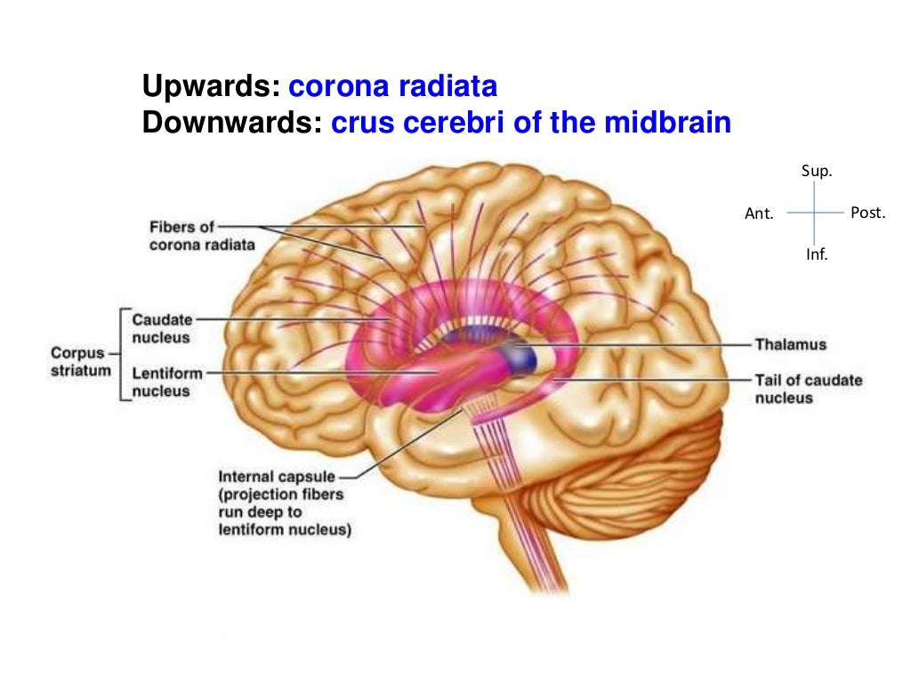 Internal CapsuleAnatomy