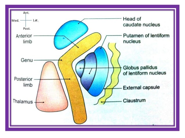 Internal Capsule-Anatomy