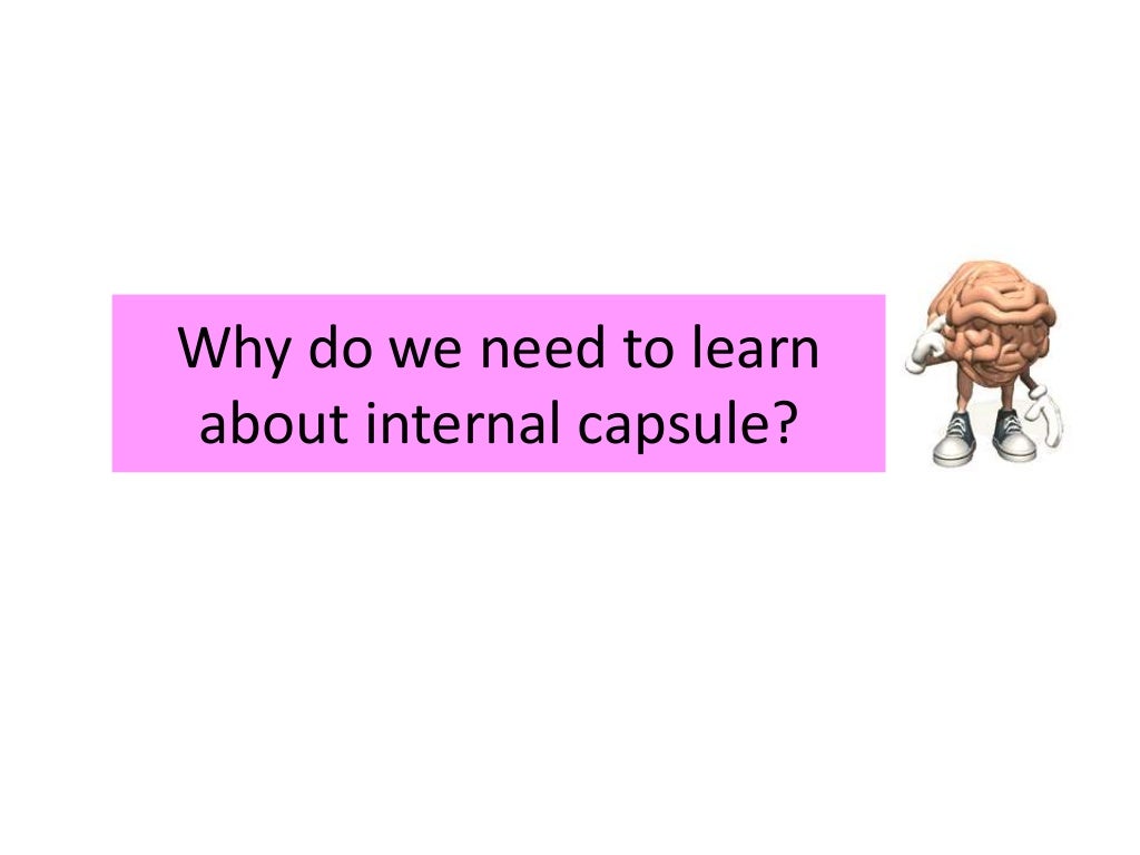 Internal CapsuleAnatomy